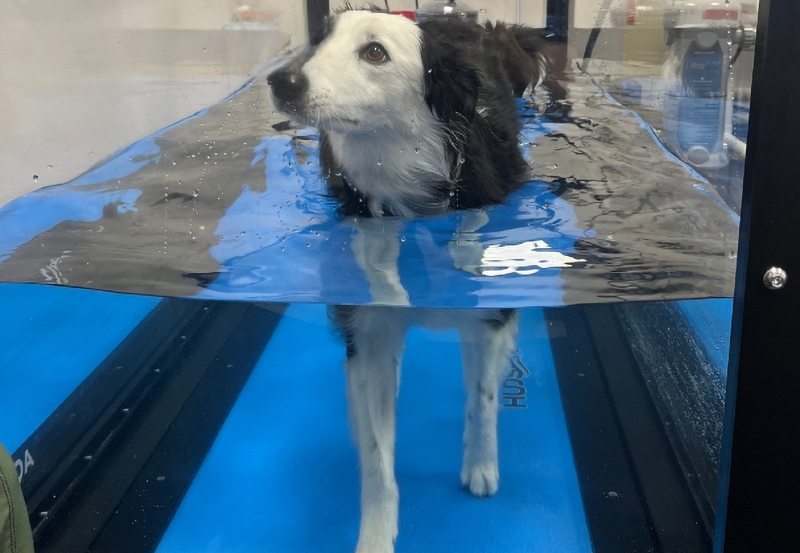Dog on underwater treadmill